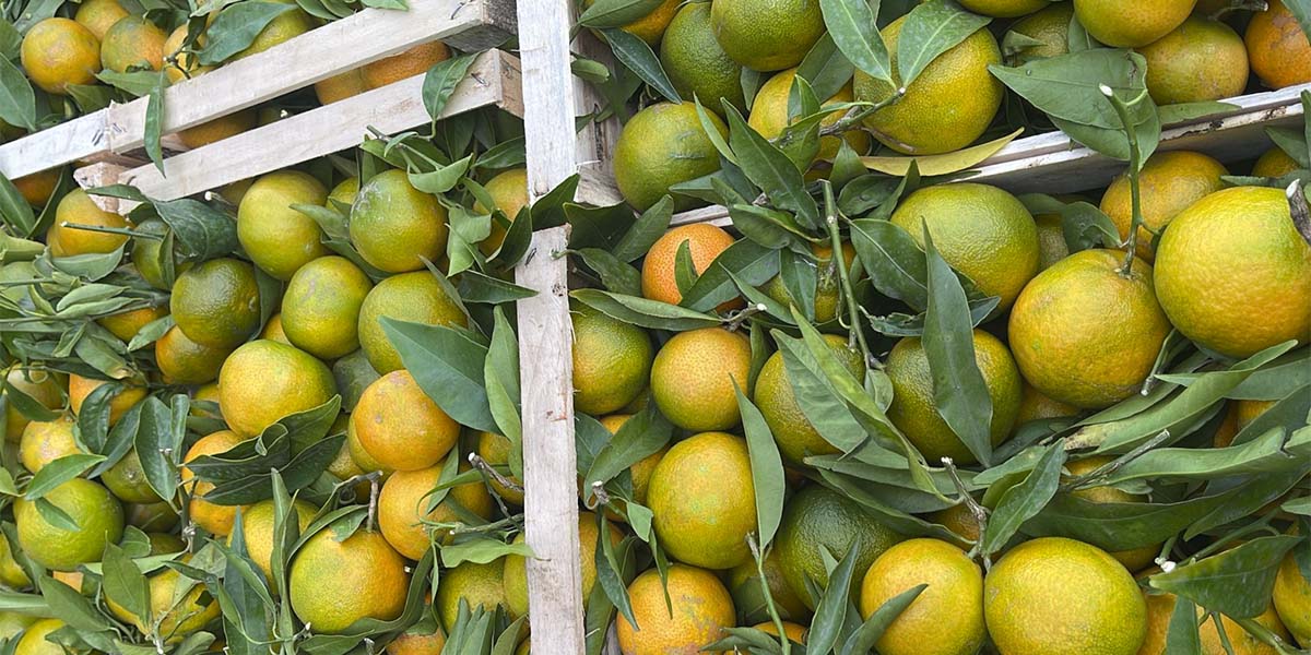 Clementine calabresi: l’invasione del prodotto spagnolo non spaventa